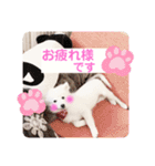 日本スピッツ ぽんぷ（個別スタンプ：20）