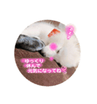 日本スピッツ ぽんぷ（個別スタンプ：23）