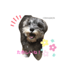 ミニチュアシュナウザー・シナモンちゃん1（個別スタンプ：6）