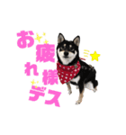 黒柴虎鉄の日常スタンプ（個別スタンプ：1）