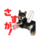黒柴虎鉄の日常スタンプ（個別スタンプ：12）