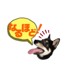 黒柴虎鉄の日常スタンプ（個別スタンプ：13）