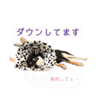 黒柴虎鉄の日常スタンプ（個別スタンプ：25）