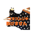 黒柴虎鉄の日常スタンプ（個別スタンプ：28）
