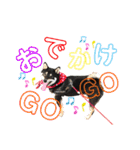 黒柴虎鉄の日常スタンプ（個別スタンプ：30）