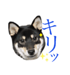 黒柴虎鉄の日常スタンプ（個別スタンプ：36）
