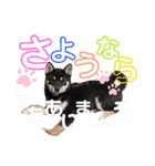 黒柴虎鉄の日常スタンプ（個別スタンプ：38）
