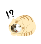 猫のタビッチ！ 猫着ぐるみ猫 (英語)（個別スタンプ：5）