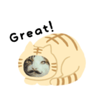 猫のタビッチ！ 猫着ぐるみ猫 (英語)（個別スタンプ：8）