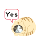 猫のタビッチ！ 猫着ぐるみ猫 (英語)（個別スタンプ：11）