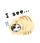猫のタビッチ！ 猫着ぐるみ猫 (英語)（個別スタンプ：15）