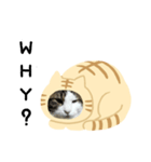 猫のタビッチ！ 猫着ぐるみ猫 (英語)（個別スタンプ：16）