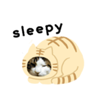 猫のタビッチ！ 猫着ぐるみ猫 (英語)（個別スタンプ：20）