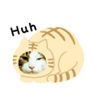 猫のタビッチ！ 猫着ぐるみ猫 (英語)（個別スタンプ：25）