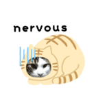 猫のタビッチ！ 猫着ぐるみ猫 (英語)（個別スタンプ：26）