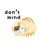 猫のタビッチ！ 猫着ぐるみ猫 (英語)（個別スタンプ：27）