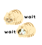 猫のタビッチ！ 猫着ぐるみ猫 (英語)（個別スタンプ：29）