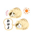 猫のタビッチ！ 猫着ぐるみ猫 (日本語)（個別スタンプ：1）
