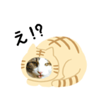 猫のタビッチ！ 猫着ぐるみ猫 (日本語)（個別スタンプ：5）