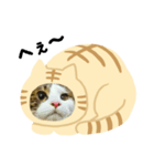 猫のタビッチ！ 猫着ぐるみ猫 (日本語)（個別スタンプ：7）