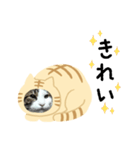 猫のタビッチ！ 猫着ぐるみ猫 (日本語)（個別スタンプ：10）
