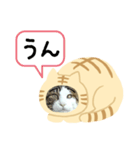 猫のタビッチ！ 猫着ぐるみ猫 (日本語)（個別スタンプ：11）