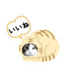 猫のタビッチ！ 猫着ぐるみ猫 (日本語)（個別スタンプ：14）