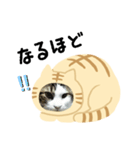 猫のタビッチ！ 猫着ぐるみ猫 (日本語)（個別スタンプ：15）