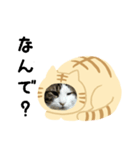 猫のタビッチ！ 猫着ぐるみ猫 (日本語)（個別スタンプ：16）
