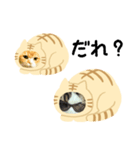 猫のタビッチ！ 猫着ぐるみ猫 (日本語)（個別スタンプ：17）