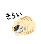 猫のタビッチ！ 猫着ぐるみ猫 (日本語)（個別スタンプ：19）