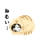 猫のタビッチ！ 猫着ぐるみ猫 (日本語)（個別スタンプ：20）