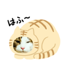 猫のタビッチ！ 猫着ぐるみ猫 (日本語)（個別スタンプ：25）