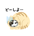 猫のタビッチ！ 猫着ぐるみ猫 (日本語)（個別スタンプ：26）