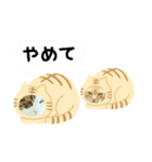 猫のタビッチ！ 猫着ぐるみ猫 (日本語)（個別スタンプ：30）