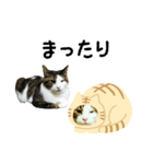 猫のタビッチ！ 猫着ぐるみ猫 (日本語)（個別スタンプ：35）