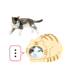 猫のタビッチ！ 猫着ぐるみ猫 (日本語)（個別スタンプ：36）