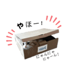 ぼくミヌえもん（個別スタンプ：3）