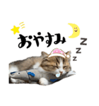 ぼくミヌえもん（個別スタンプ：5）