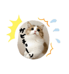 ぼくミヌえもん（個別スタンプ：12）