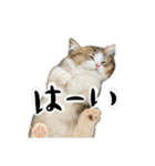 ぼくミヌえもん（個別スタンプ：20）