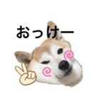 柴犬チョコやで（個別スタンプ：1）