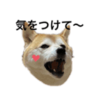 柴犬チョコやで（個別スタンプ：2）