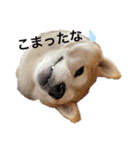 柴犬チョコやで（個別スタンプ：3）