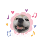 柴犬チョコやで（個別スタンプ：4）