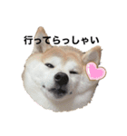 柴犬チョコやで（個別スタンプ：5）