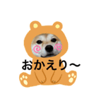 柴犬チョコやで（個別スタンプ：7）