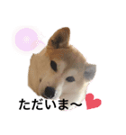 柴犬チョコやで（個別スタンプ：8）