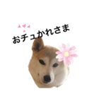 柴犬チョコやで（個別スタンプ：9）