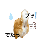 柴犬チョコやで（個別スタンプ：10）